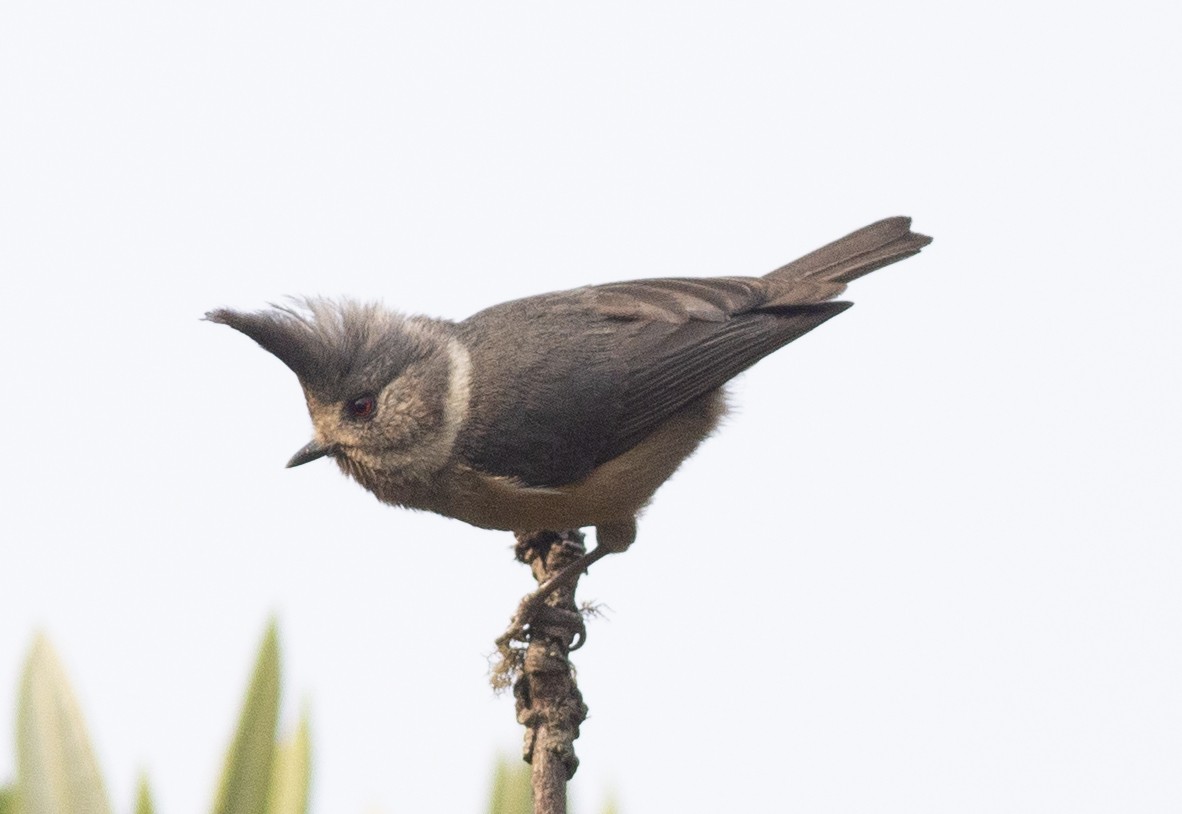 Gray-crested Tit - ML450394571