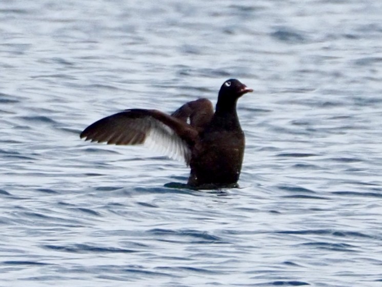 White-winged Scoter - Wendy Feltham