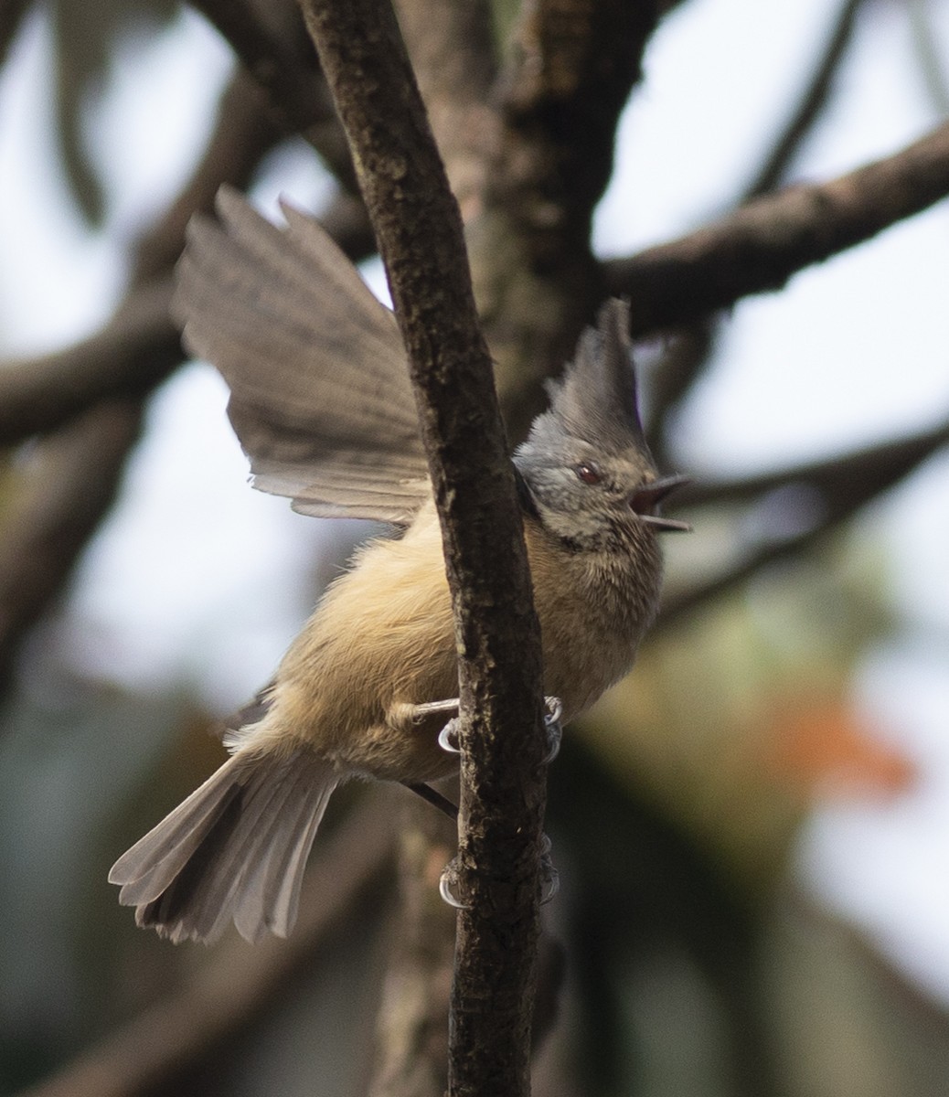 Gray-crested Tit - ML450395081