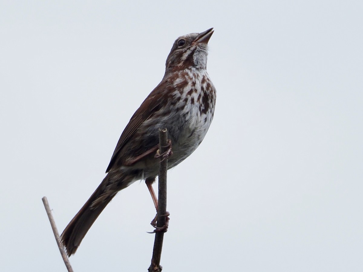 Song Sparrow - ML450395431