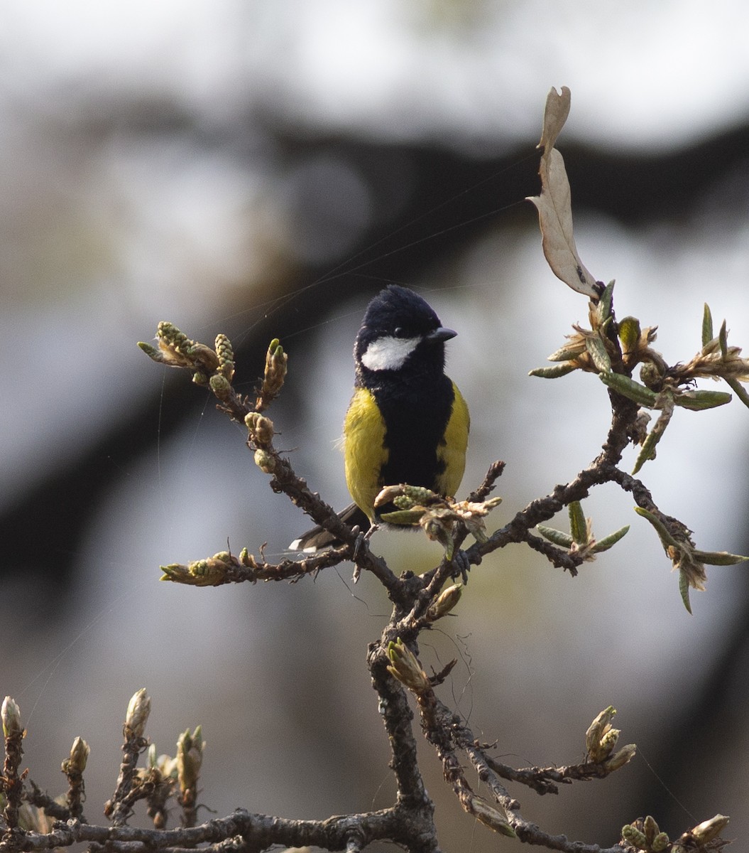 Green-backed Tit - Chandrika Khirani