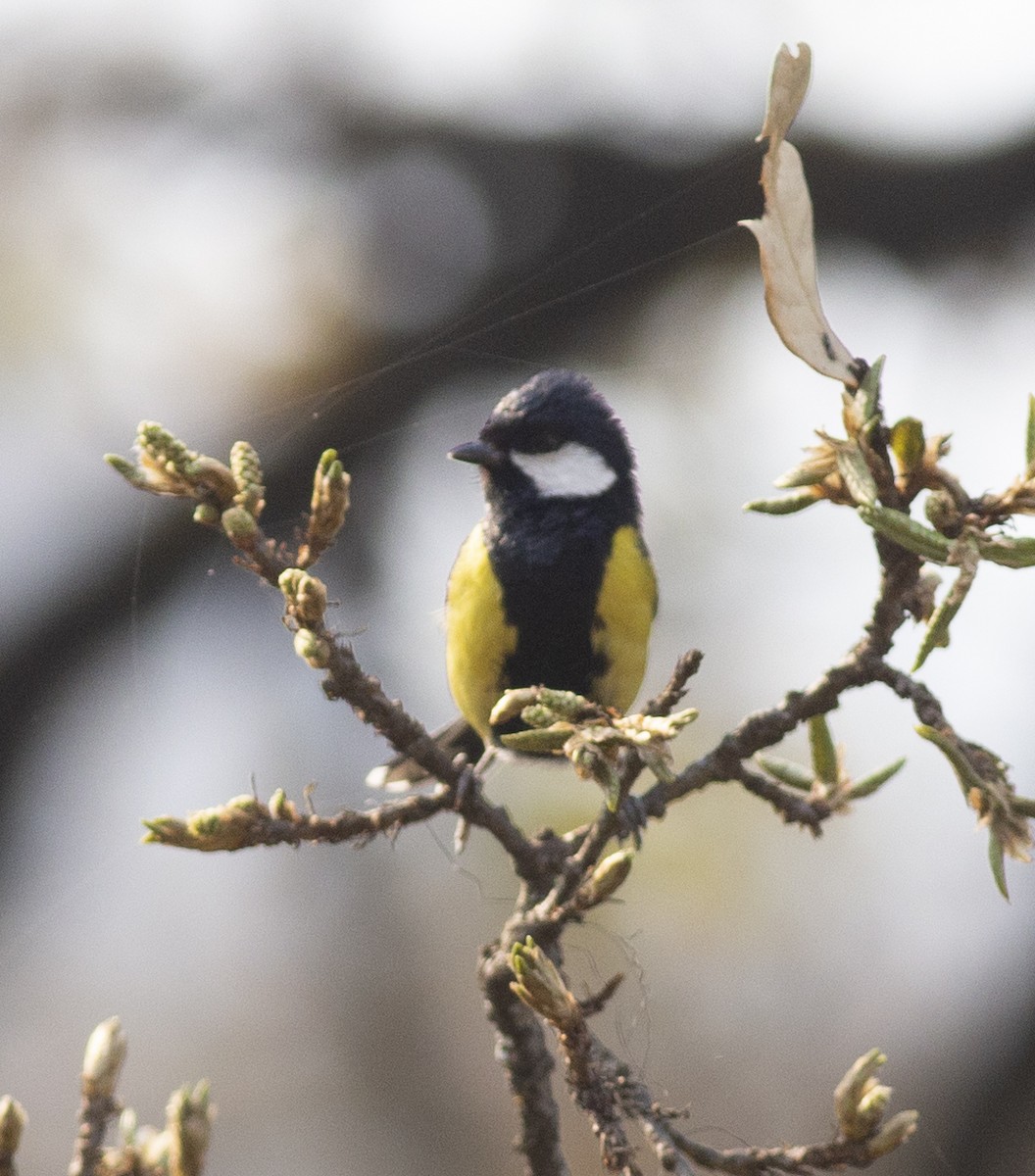 Green-backed Tit - Chandrika Khirani