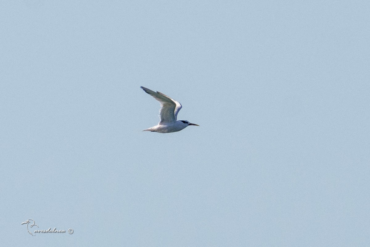 Sandwich Tern - ML450396551