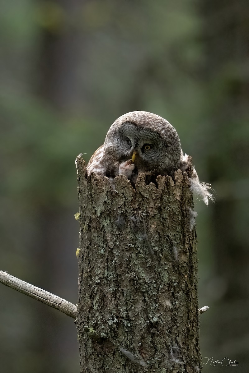 Great Gray Owl - ML450396851