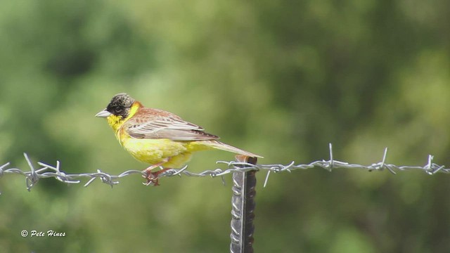 Black-headed Bunting - ML450397601