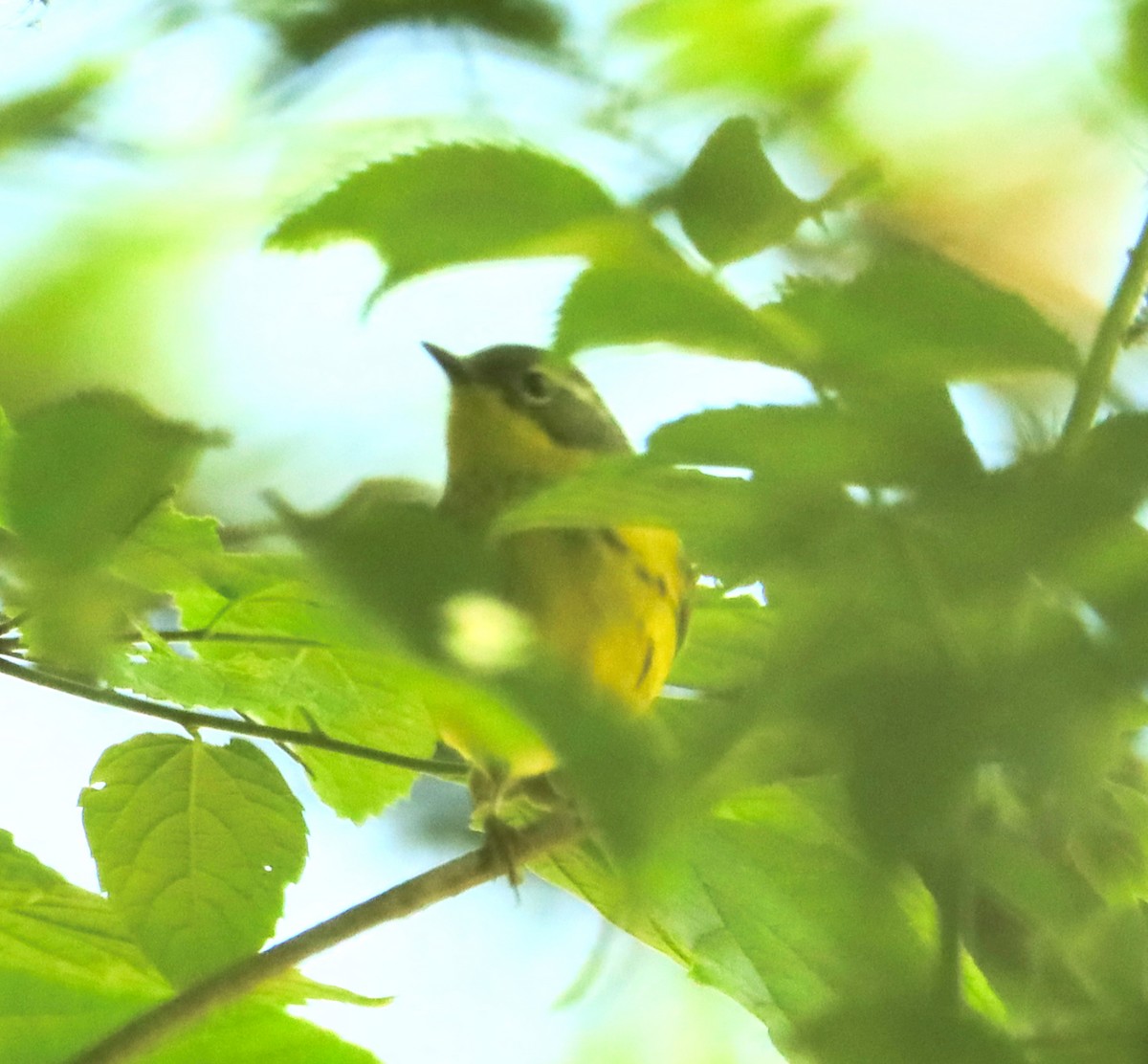 Magnolia Warbler - Dave Czaplak