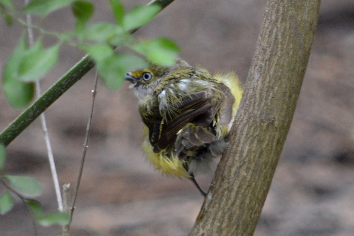 White-eyed Vireo - ML45040131