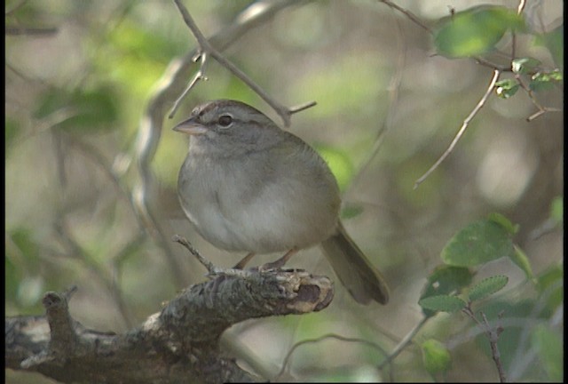 Cerquero Oliváceo (grupo rufivirgatus) - ML450402