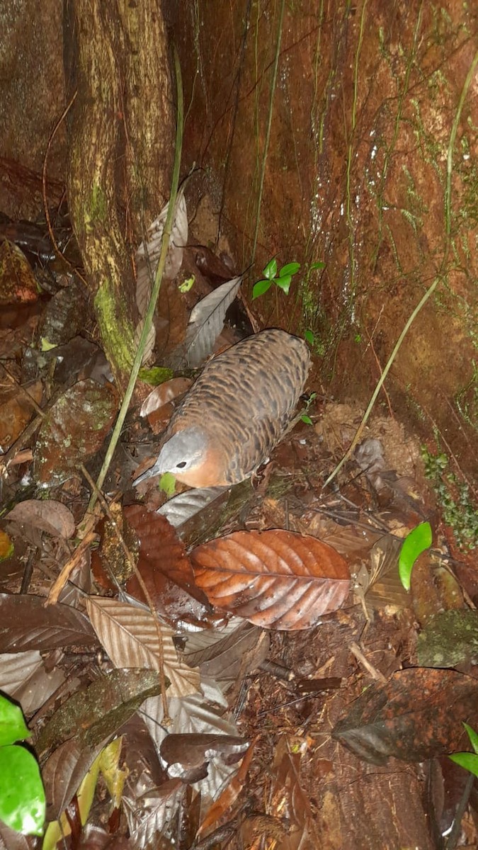 Variegated Tinamou - Noah ANDENAS