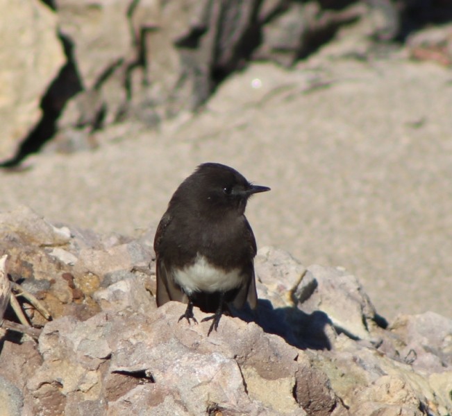 Black Phoebe - ML450402571