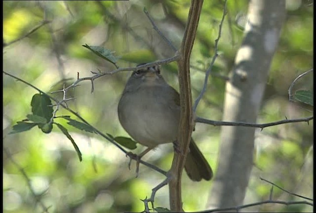 Cerquero Oliváceo (grupo rufivirgatus) - ML450403