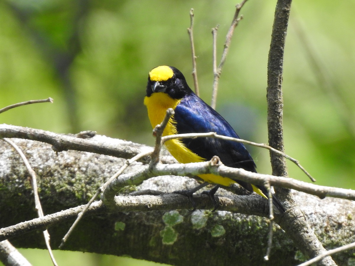 Thick-billed Euphonia - Alberto Peña