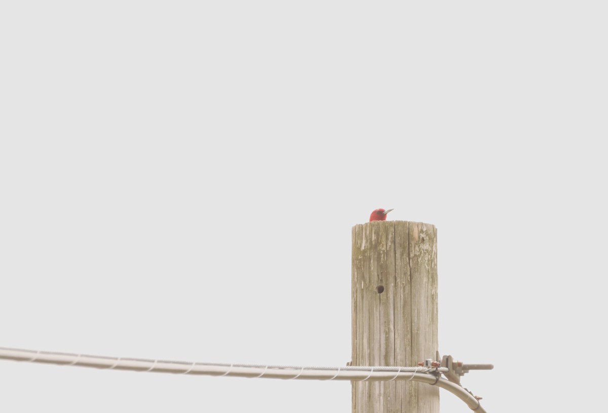 Red-headed Woodpecker - ML450403851