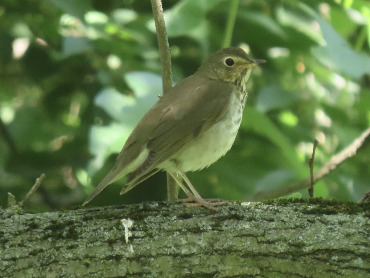 Swainson's Thrush - ML450403941