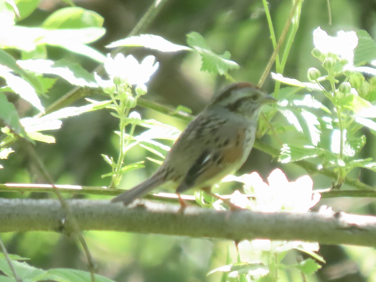 Swamp Sparrow - ML450403981