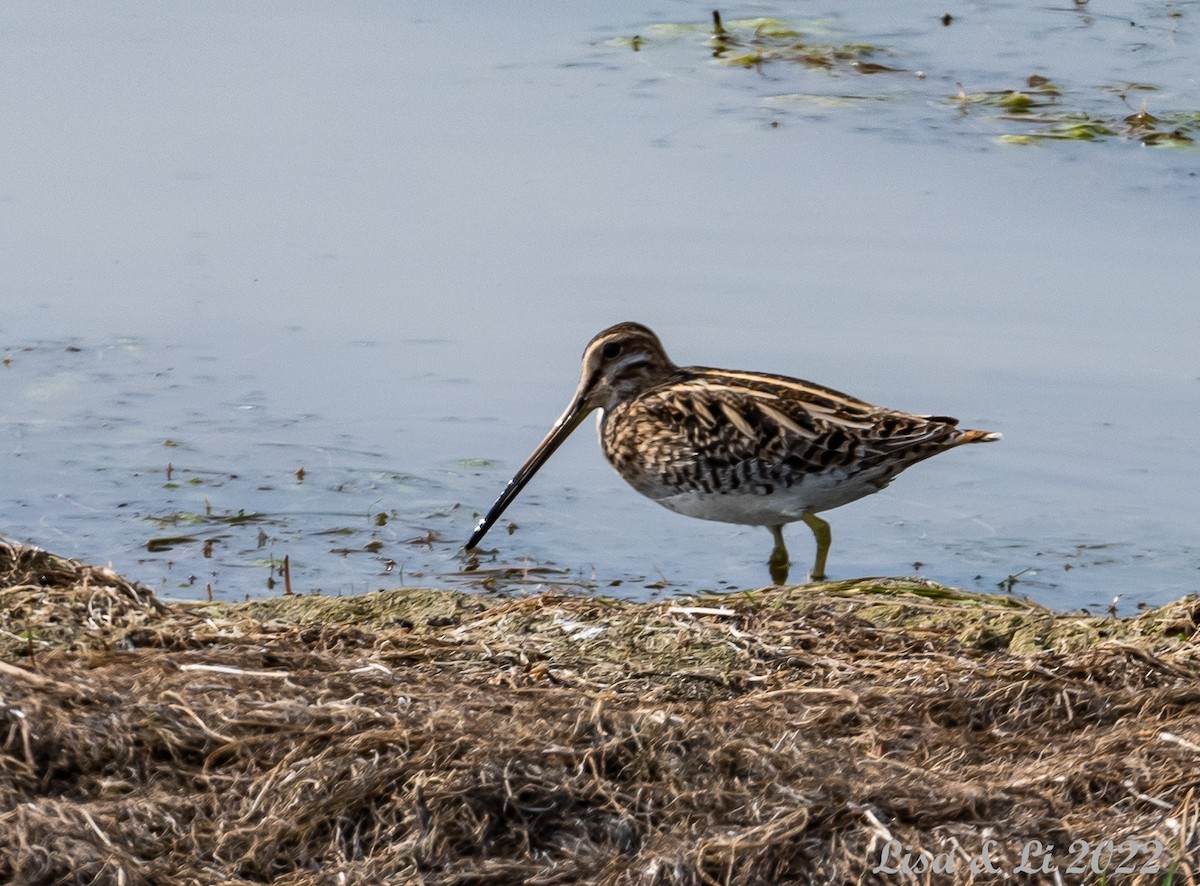 Common Snipe - Lisa & Li Li