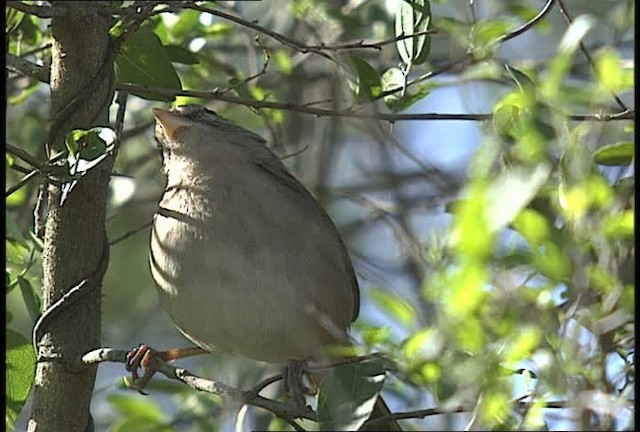 Cerquero Oliváceo (grupo rufivirgatus) - ML450404