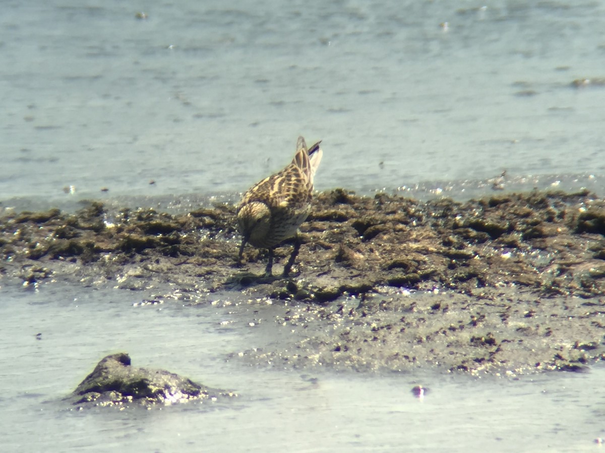 White-rumped Sandpiper - Kevin Kubach