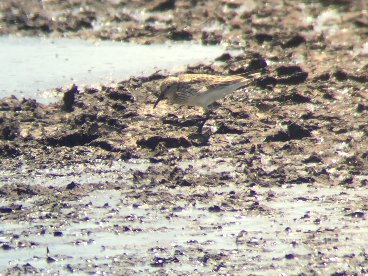 White-rumped Sandpiper - Kevin Kubach