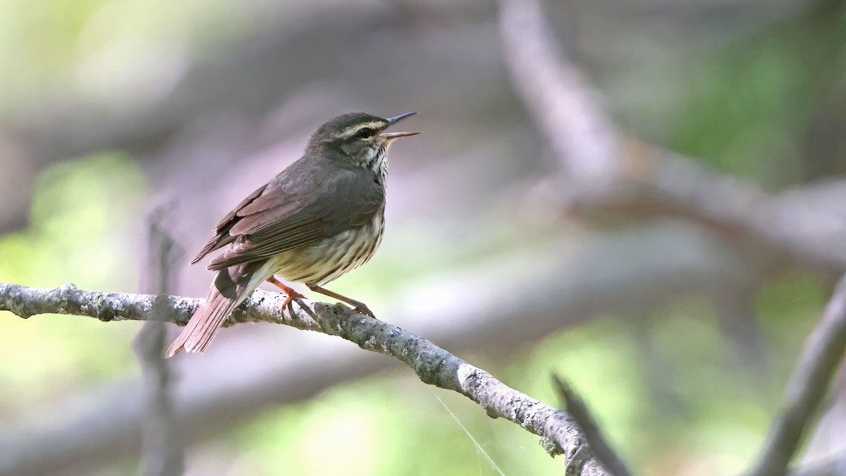 Drosselwaldsänger - ML450404511