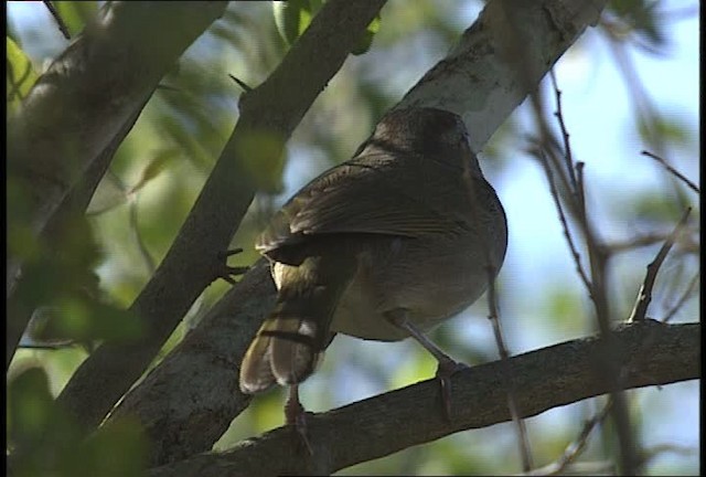 Cerquero Oliváceo (grupo rufivirgatus) - ML450405