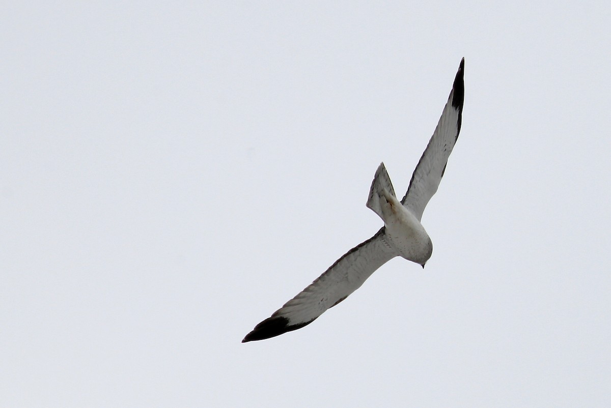 Northern Harrier - ML45040531