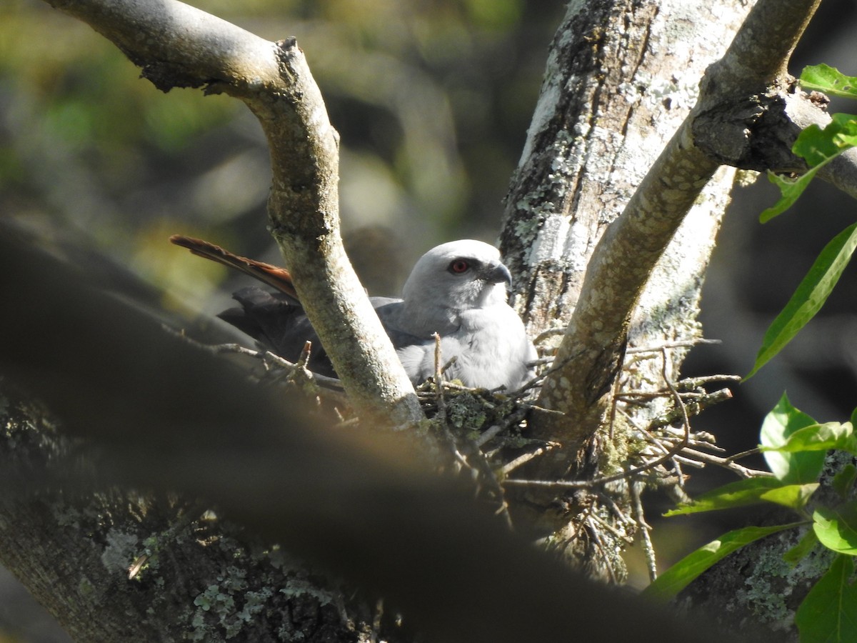 Plumbeous Kite - Alberto Peña