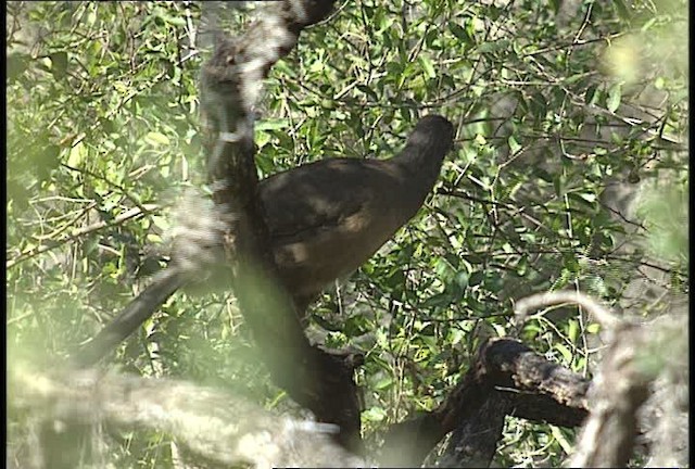 Chachalaca Norteña - ML450406