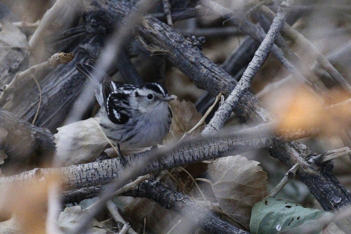 Black-and-white Warbler - Ted Keyel