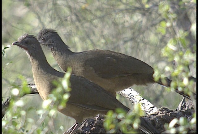 Chachalaca Norteña - ML450407