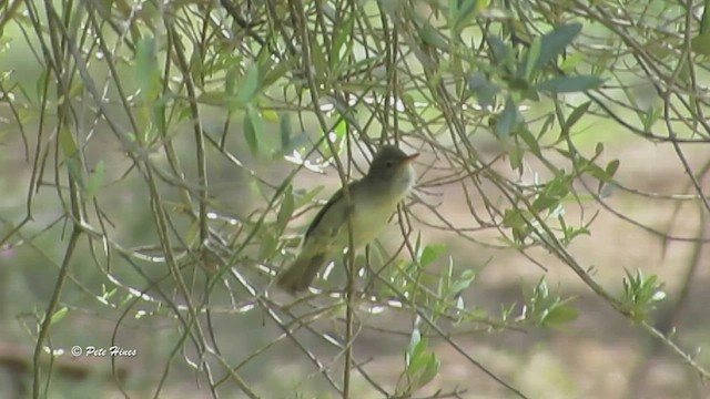 Olive-tree Warbler - ML450407111
