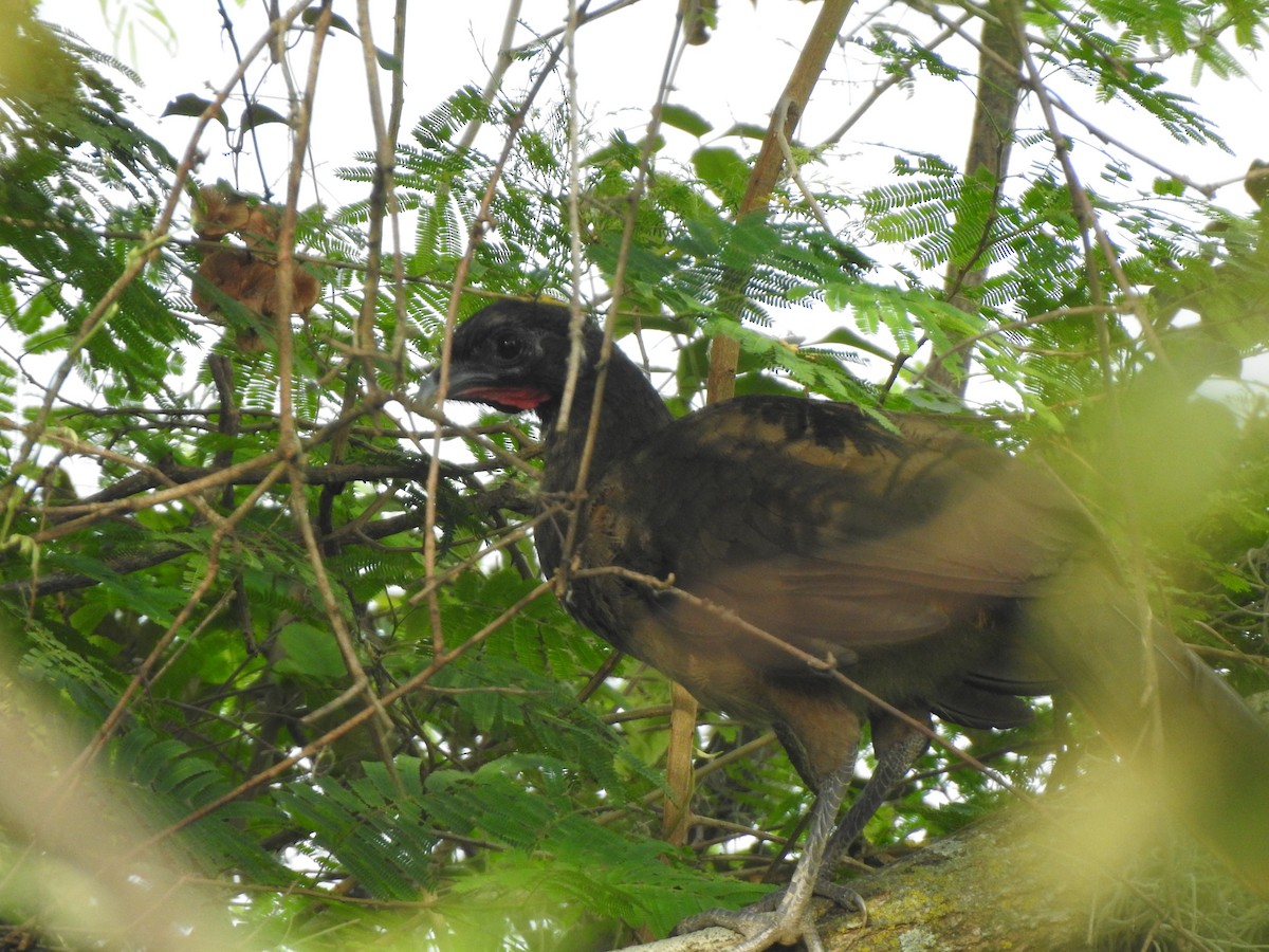 Rufous-vented Chachalaca - ML450407151