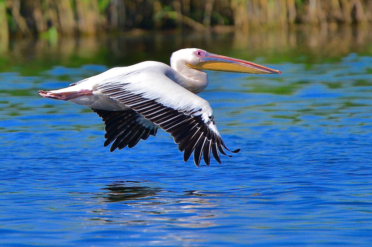Great White Pelican - Odd Helge Gilja