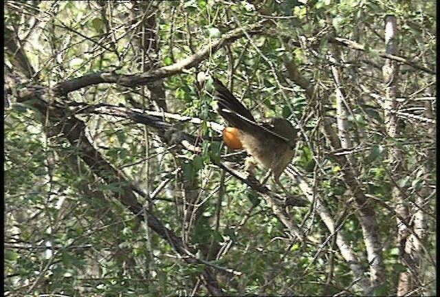 Plain Chachalaca - ML450410