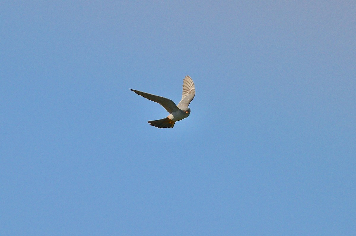 Red-footed Falcon - Odd Helge Gilja