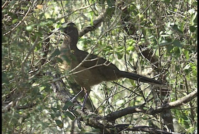 Chachalaca Norteña - ML450411