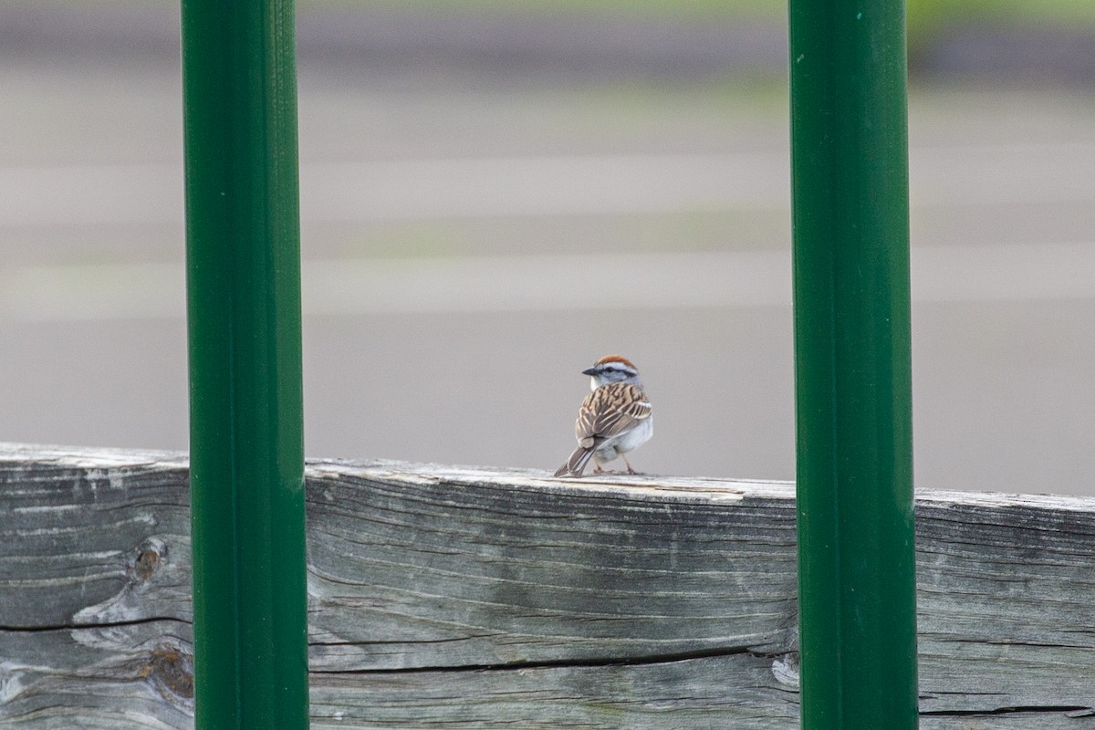 Chipping Sparrow - ML450412281