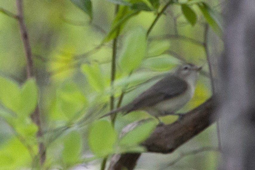 Warbling Vireo - ML450412541