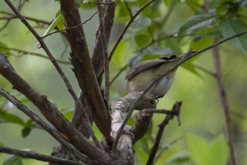 Warbling Vireo - ML450412571