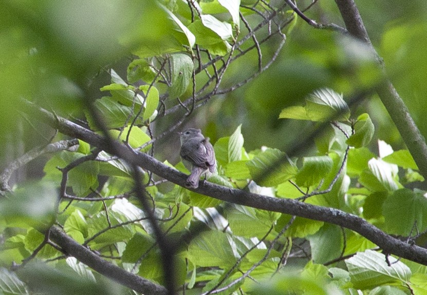 Warbling Vireo - Milk S