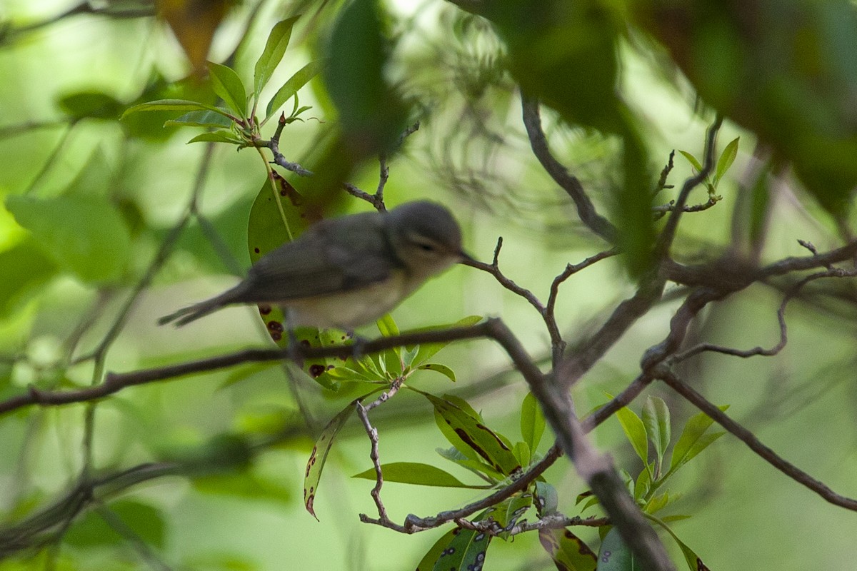 Warbling Vireo - ML450412671