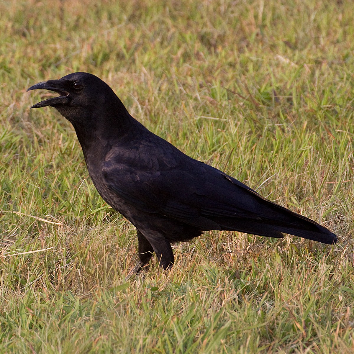 American Crow - ML45041271