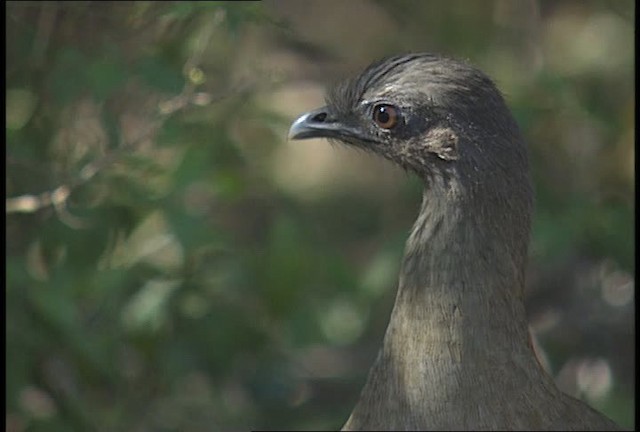 Chachalaca Norteña - ML450413