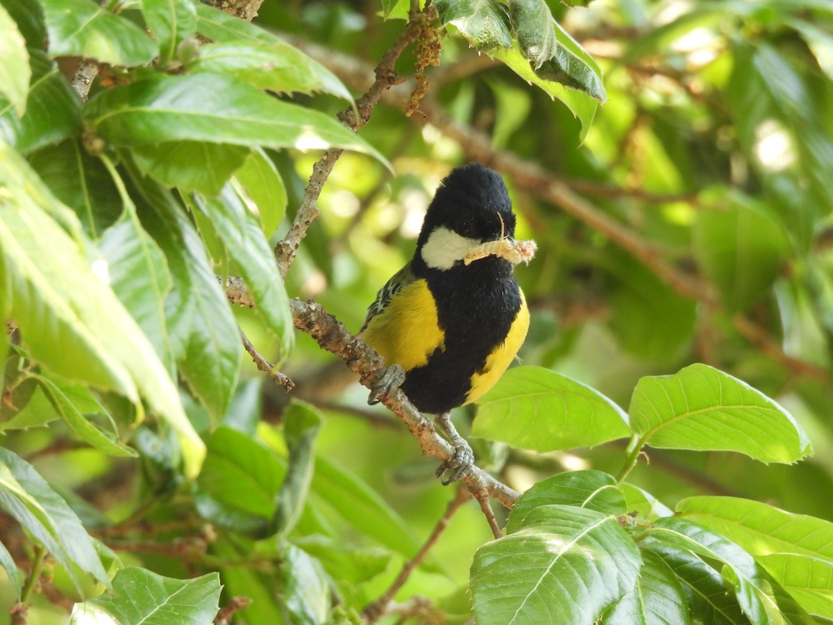 Green-backed Tit - Chandrika Khirani