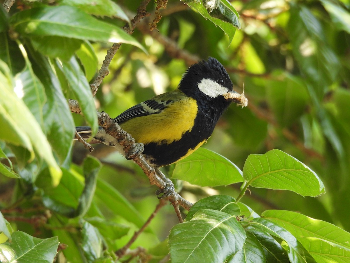 Green-backed Tit - ML450413381