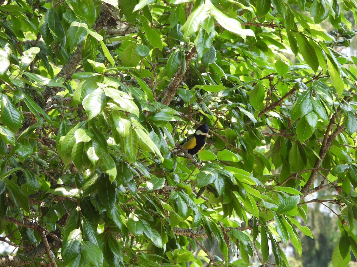 Green-backed Tit - ML450413421