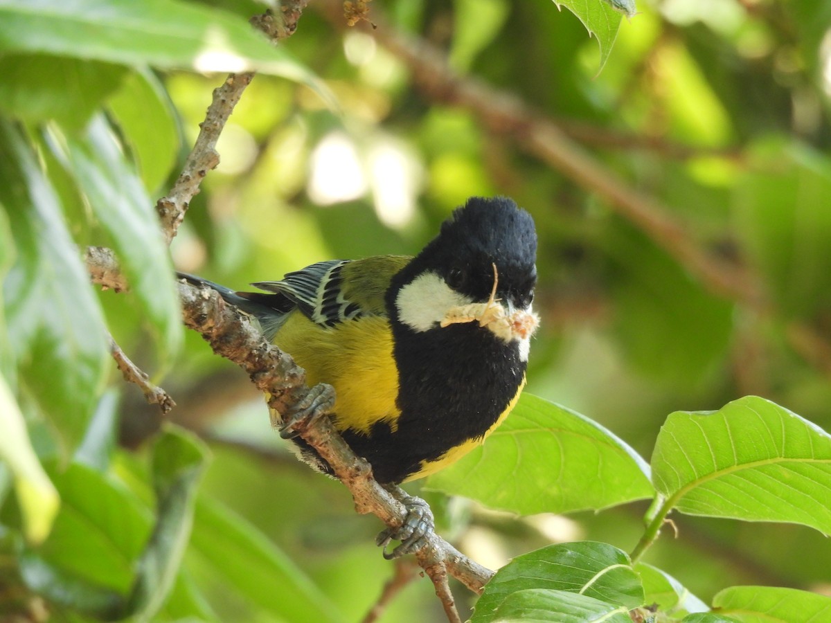 Green-backed Tit - ML450413431