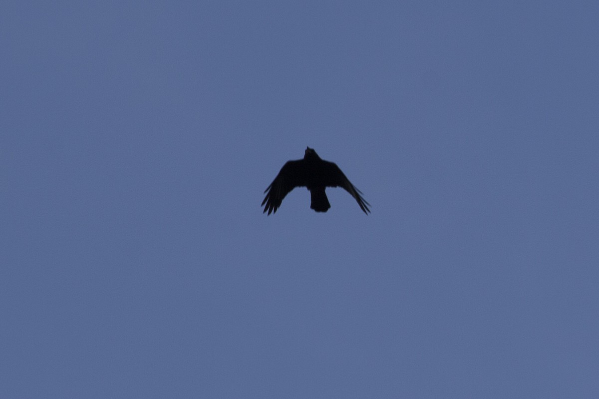 Common Raven - ML450413961