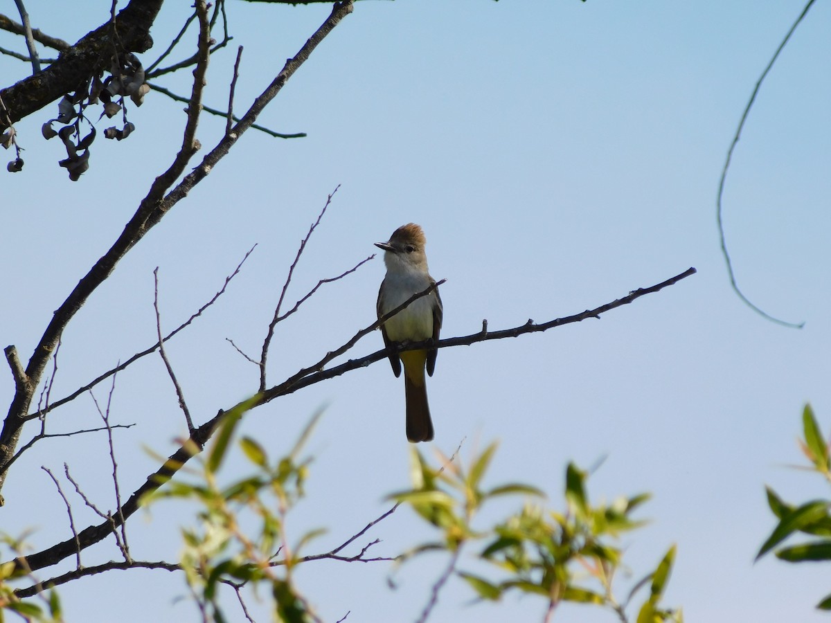 Ash-throated Flycatcher - ML450414541