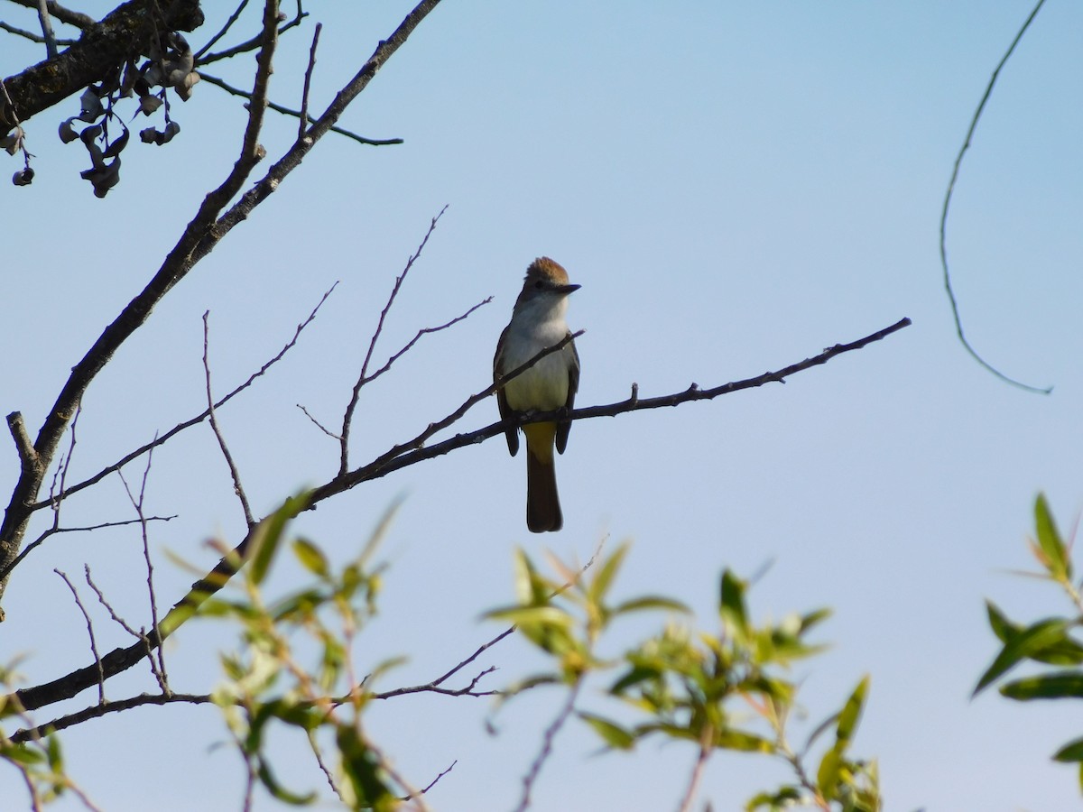 Ash-throated Flycatcher - ML450414571
